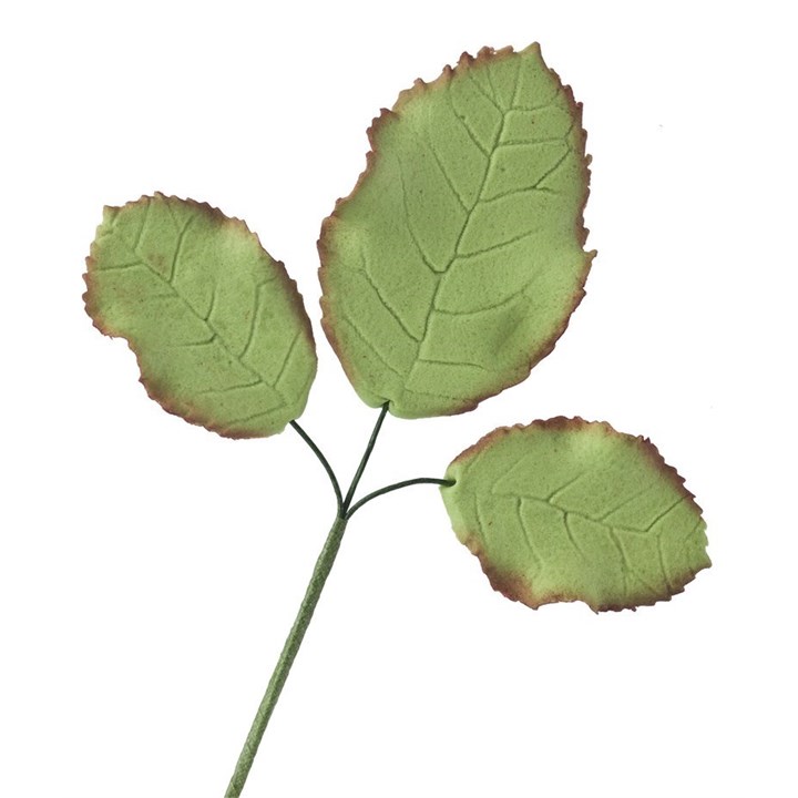 rose leaves